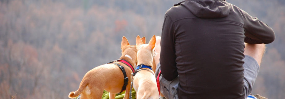 Top 10 Tips for Camping with your Dog
